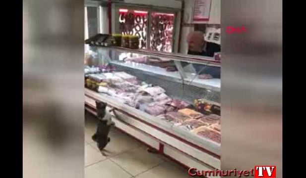 Kedi Yeşim'in ünü dünyaya yayıldı