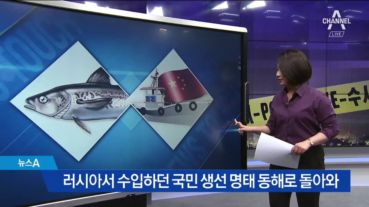 [뉴스터치]명태 돌아오나…12년 만에 대량 포획