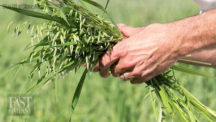 The Importance Of Diversity In Organic Foods