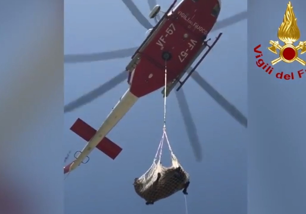 Horse Airlifted to Safety in Italy