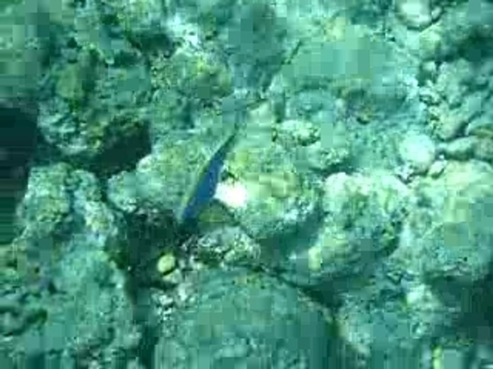 Poisson Chirurgien