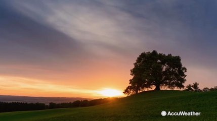 Look for these signs that your tree is stressed