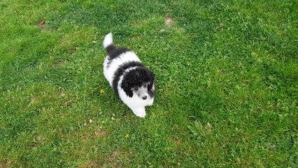 Os'kar des graines de stars