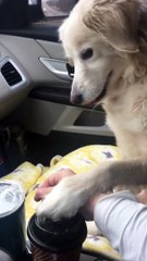 Ao ser resgatada de abrigo cadelinha agradece mulher que a adotou de forma linda