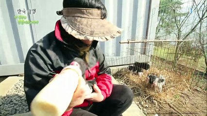 한국기행 - 내 친구는 동물이로소이다 4부 내 곁에 날고 뛰는 녀석들_#001