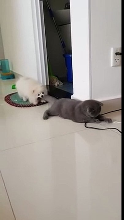 Un chien tire un chat par la queue