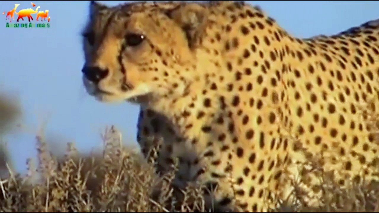Brutal Lions War _ Please Don't Come Close!!!