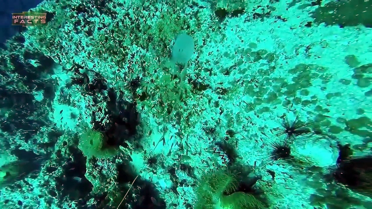 2 Most Beautiful But Deadly Sea Creatures Ever! Pls Don't Touch.
