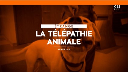La télépathie animale