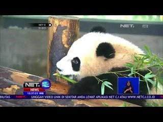 Kebun Binatang di Tiongkok Lakukan Sayembara Memberikan Nama Panda - NET 12