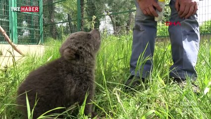 Yavru ayılar, kefir, bal ve bebek mamasıyla besleniyor