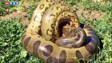 OMG! Anaconda Swallow Huge Bush Pig