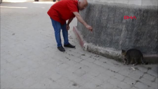 Manisa-Kedi Yeşim'in Ünü Dünyaya Yayıldı