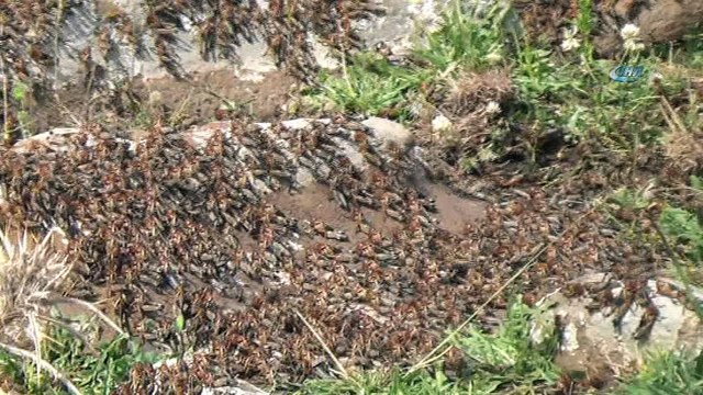 Siverek’te çekirgeler köyü istila etti