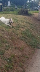 White Dog Slides Does Belly Slide Down Hill