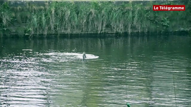 Lannion. Un cormoran et sa proie font le spectacle dans le Léguer