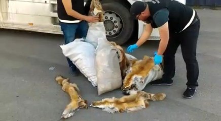 Haydarpaşa Ro-Ro Limanı'nda TIR'da 120 Tilki Kürkü Ele Geçti
