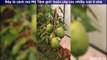 Đây là cách mà Mỹ Tâm giới thiệu cây cóc nhiều trái ở nhà