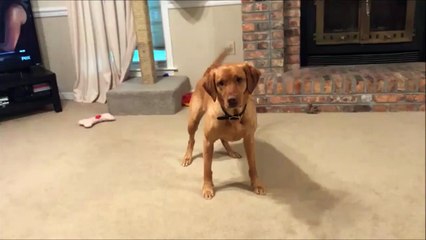 Ce maître a trouvé la façon d'occuper son chien et son chat en même temps