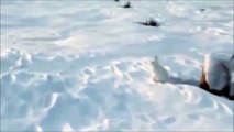 Ce lapin doit être le plus rapide au monde