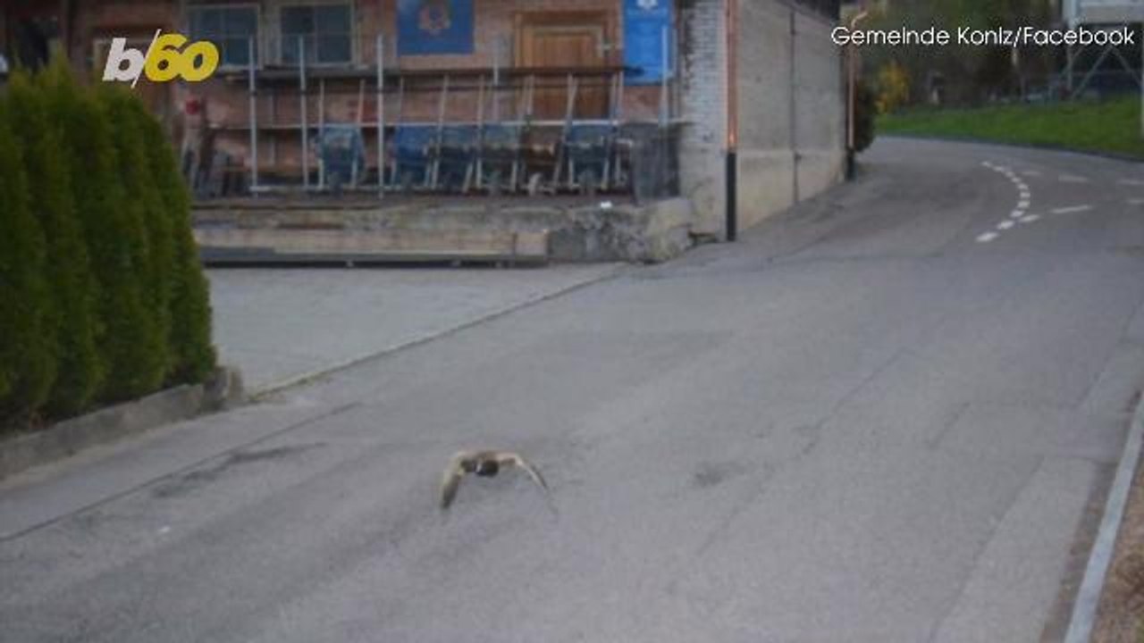This Duck Was Caught Flying Over The Speed Limit