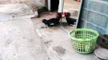 Rooster Vs. Rooster