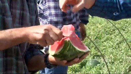 Adana'da Karpuz Hasadı Başladı