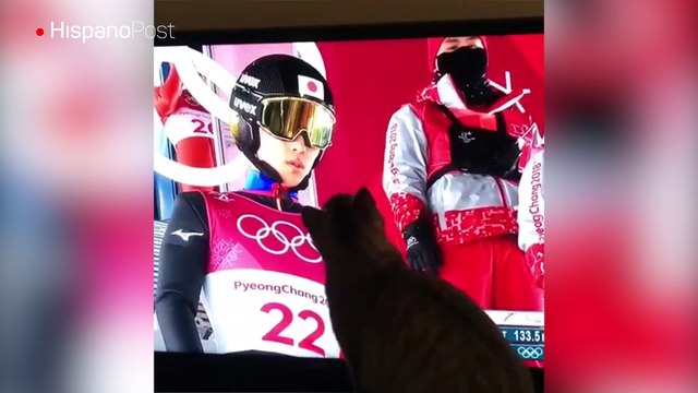 Gato halló al amor de su vida al ver los Juegos Olímpicos de Invierno por televisión