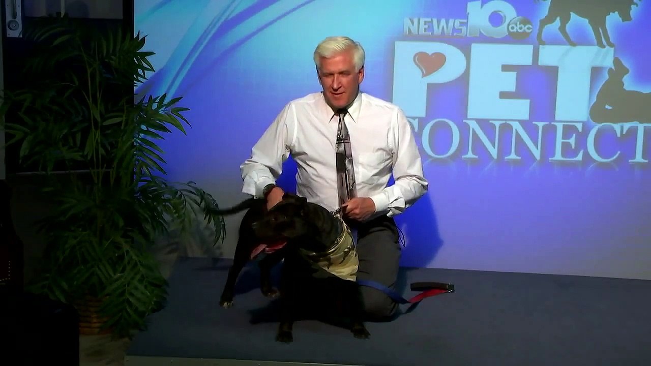 Pet Connection Maya 4 25 18