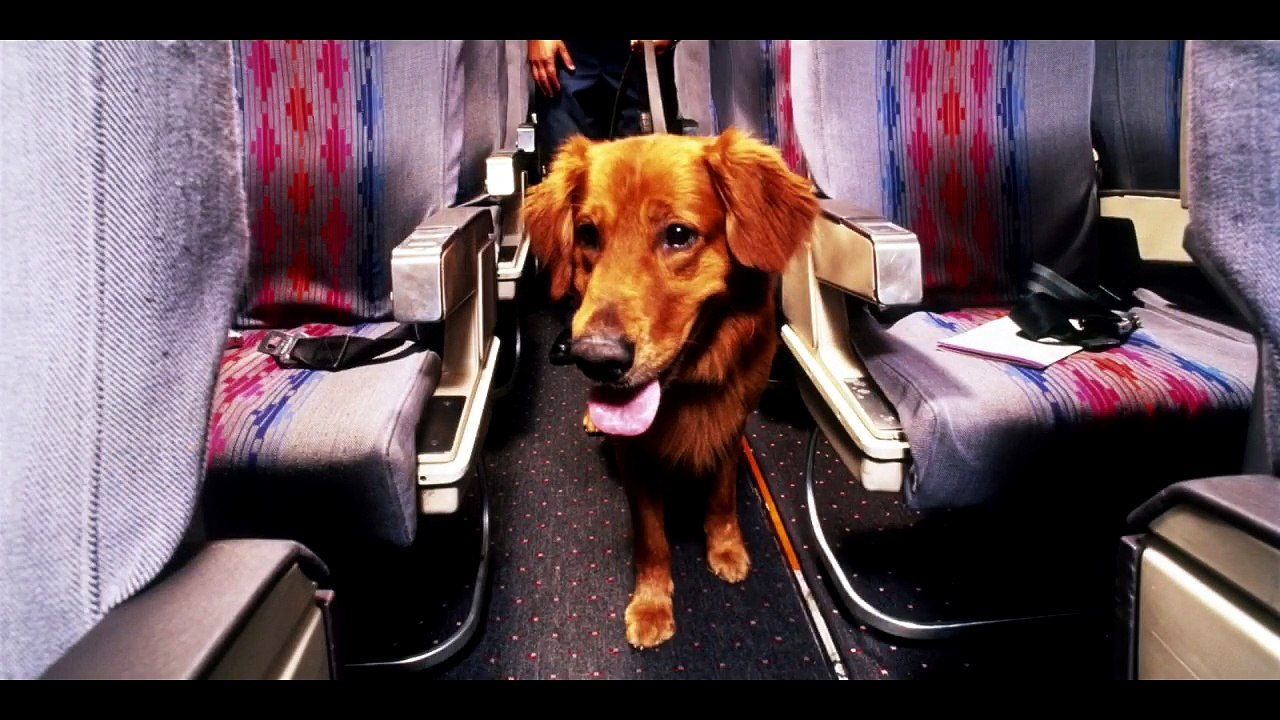Did You Know: Fake Therapy Pets