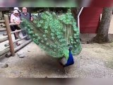 Un paon magnifique déploie sa queue extraordinaire