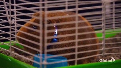 Chicago Fire - Season 6 Episode 20 [S06E20] Full Show