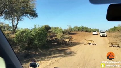 Cette hippopotame menacé par des lions vient se réfugier auprès d'un groupe de touristes