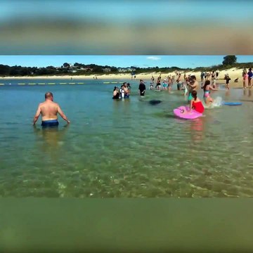 Une otarie vient chasser entre les jambes des touristes