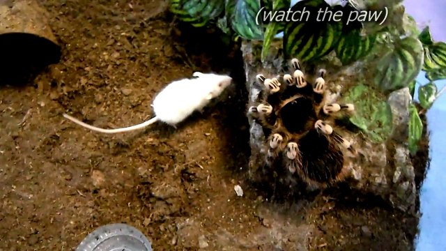 Une araignée énorme ne fait qu'une bouchée de cette petite souris