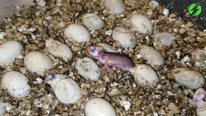 Un bébé caméléon sort de son oeuf. Moment adorable et incroyable