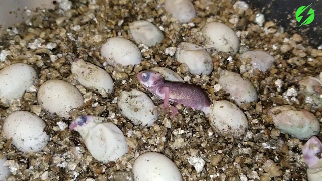 Un bébé caméléon sort de son oeuf. Moment adorable et incroyable
