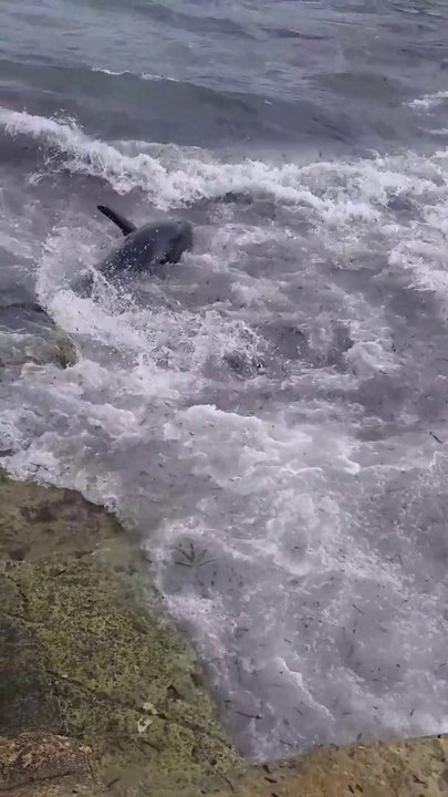 Ils voient un thon s'échouer dans les rochers à cause des vagues