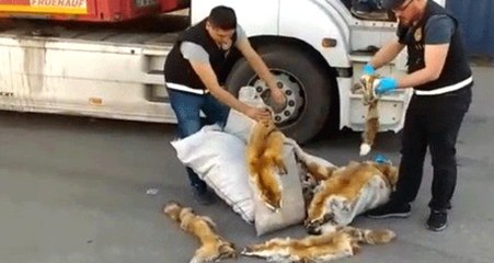 Haydarpaşa Ro-Ro Limanı'nda TIR'da 120 Tilki Kürkü Ele Geçti