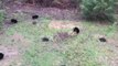 Tennessee Woman Finds Five Bears in Her Backyard