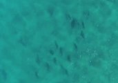 Stunning Aerial Footage Captures Shark Feeding Frenzy Off North Stradbroke Island