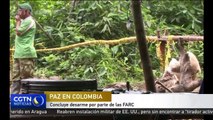 Concluye desarme por parte de las FARC