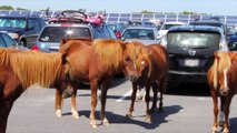 Study Reveals Horses Recall People’s Past Facial Expressions And Respond Accordingly