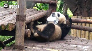 Pandas pueden dormir en cualquier lugar donde no puedes imaginarte丨CGTN en Español