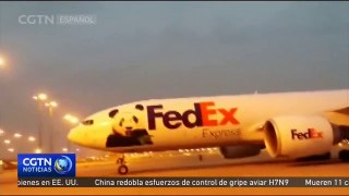 El panda gigante Bao Bao llega a China desde Washington