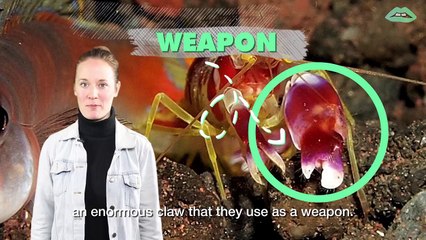 Meet The Pistol Shrimp