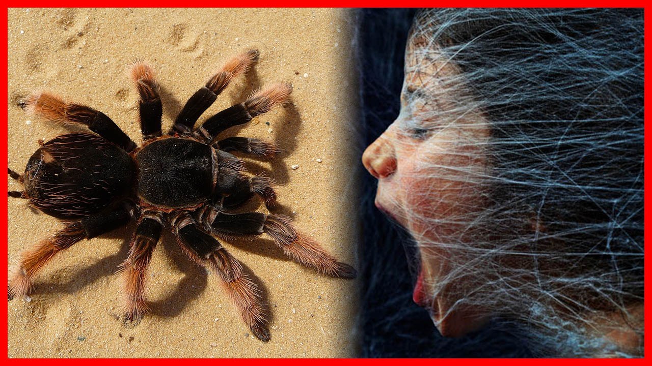 Spider in Dream | मकड़ी को सपने में देखने के होते है ये कारण | Boldsky