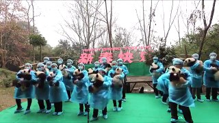 23 pandas nacidos en 2016 se reúnen para desear un feliz Año Nuevo Chino