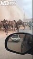 Tout le monde fuit cette tempête de sable : chameaux et voitures !!