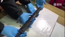 Espada de hace 2.300 años aún está brillando sacándose de la vaina丨CGTN en Español